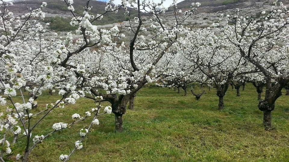 cherry-trees-735418_960_720|Cerezo-en-flor-valle-del-jerte-fechas|spring-3314787_960_720|nature-3328055_960_720|cherry-wood-3322321__340|cherry-167341_960_720|cherry-flowers-3324087__340|Sin título